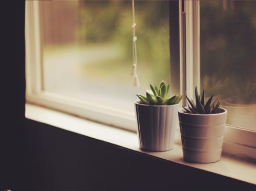 plant window 