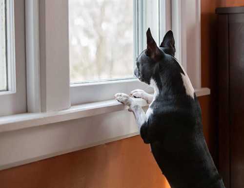 dog double glazing