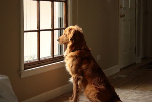 dog window styles